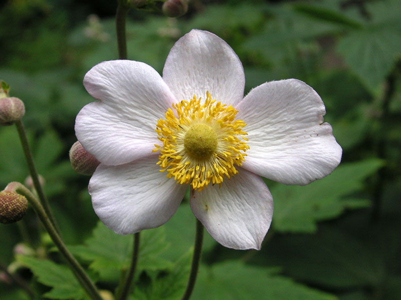 Herbst-Anemone Staude Anemone japonica Pflanze Japan-Anemone Pflege Anemone hupehensis Standort Herbstanemone Vermehrung Schnitt