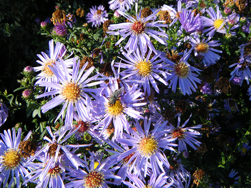 Glattblatt-Aster Herbstaster Aster novi-belgii Staude Glattblattaster Pflege Neubelgien-Aster Schnitt Vermehrung Standort