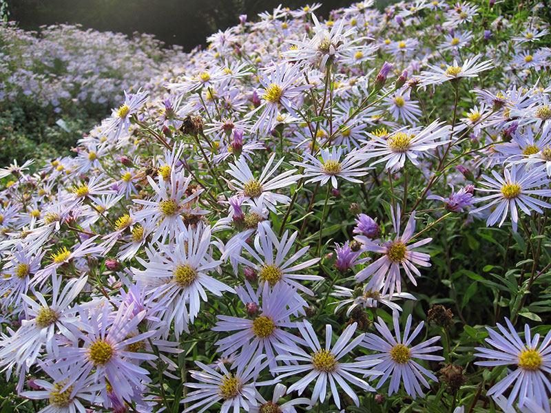 Pyrenäen-Aster Herbstaster Aster pyrenaeus Pyrenäenaster Pflege Schnitt Vermehrung Standort