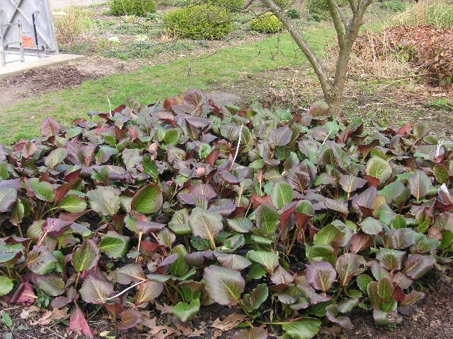 Bergenie Staude Bergenia cordifolia Pflanze Bergenia Hybride Blume Riesensteinbrech Bergenien  Pflege Schnitt Vermehrung Standort