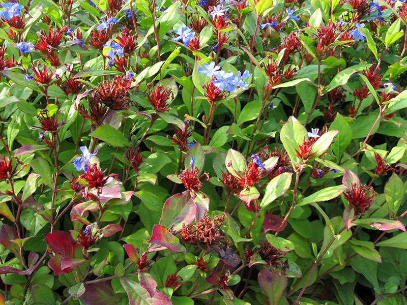 Bleiwurz Pflanze Ceratostigma plumbaginoides Staude Blau Bleiwurz Pflege Chinesische Bleiwurz Schnitt Vermehrung Standort