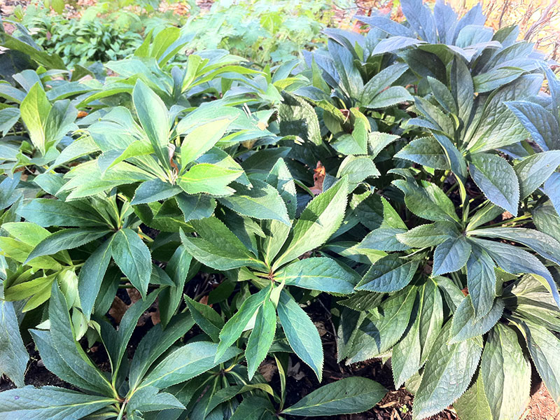 Christrose Pflanze Helleborus niger Staude Schneerose Pflege Schwarze Nieswurz Standort Schnitt Pflanzzeit Vermehrung