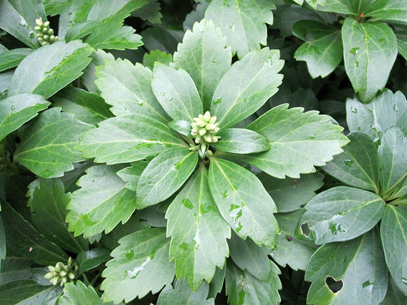 Dickmännchen Staude Pachysandra terminalis Pflanze Ysander Schattengrün Dickmännchen Pflege Ysander Schnitt Vermehrung Standort