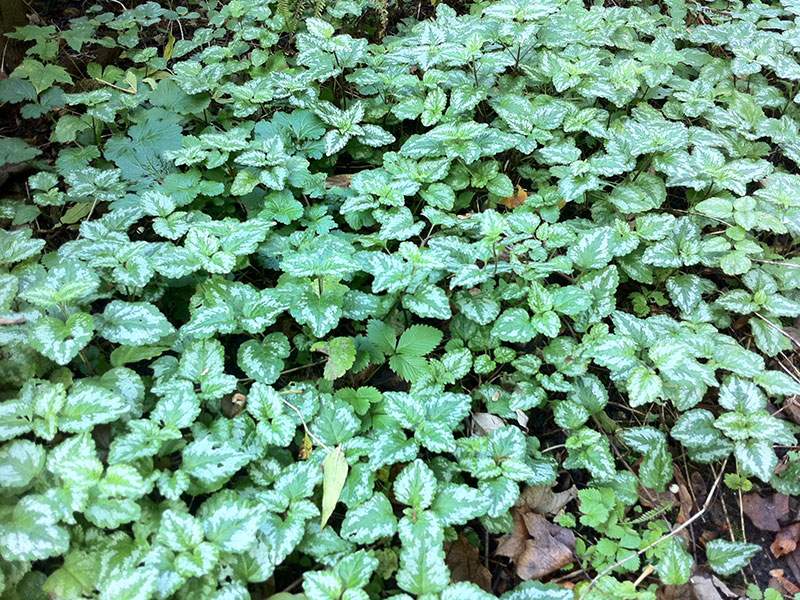 Goldnessel Pflanze Lamium galeobdolon Staude Echte Goldnessel Standort Goldnessel Blütezeit Pflege Schnitt Vermehrung