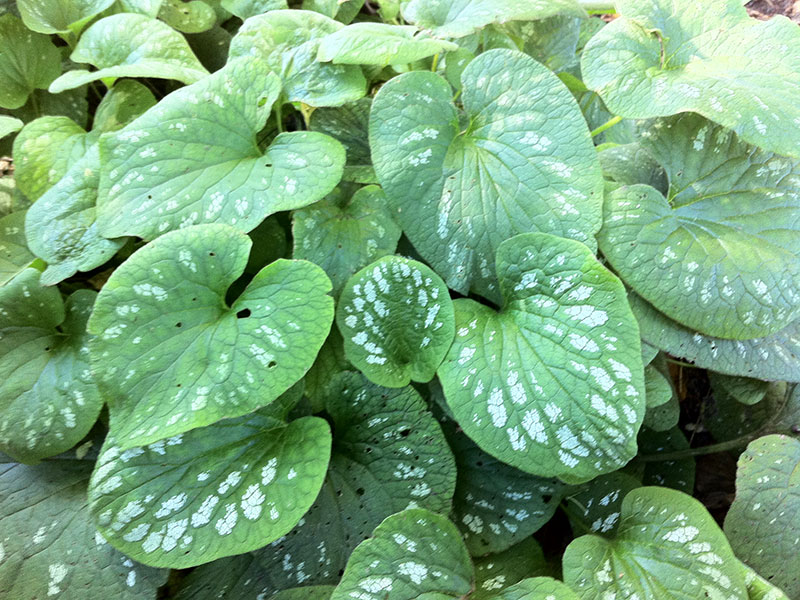 Kaukasus-Vergissmeinnicht Pflanze Brunnera macrophylla Staude Großblättriges Kaukasus-Vergissmeinnicht Pflege Standort Schnitt Vermehrung