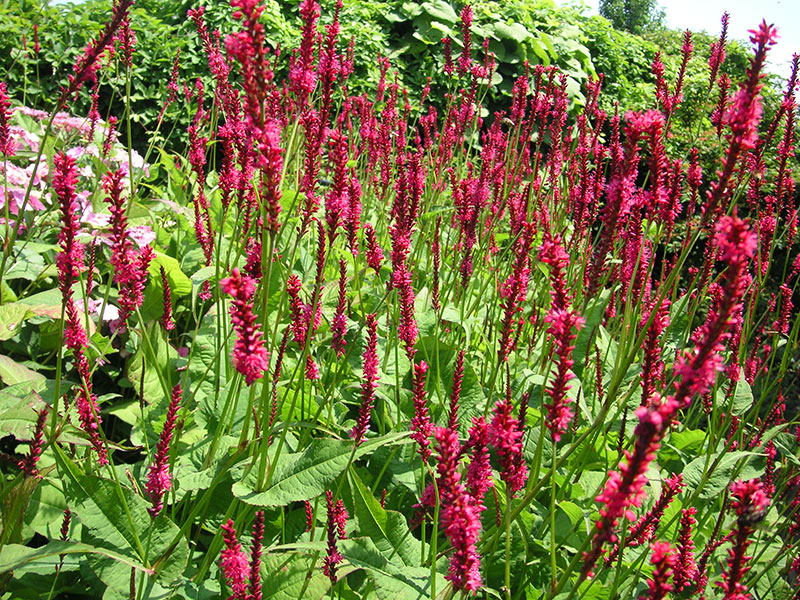 Kerzen-Knöterich Staude Bistorta amplexicaulis Pflanze Polygonum amplexicaule Kerzenknöterich Pflege Schnitt Vermehrung Standort