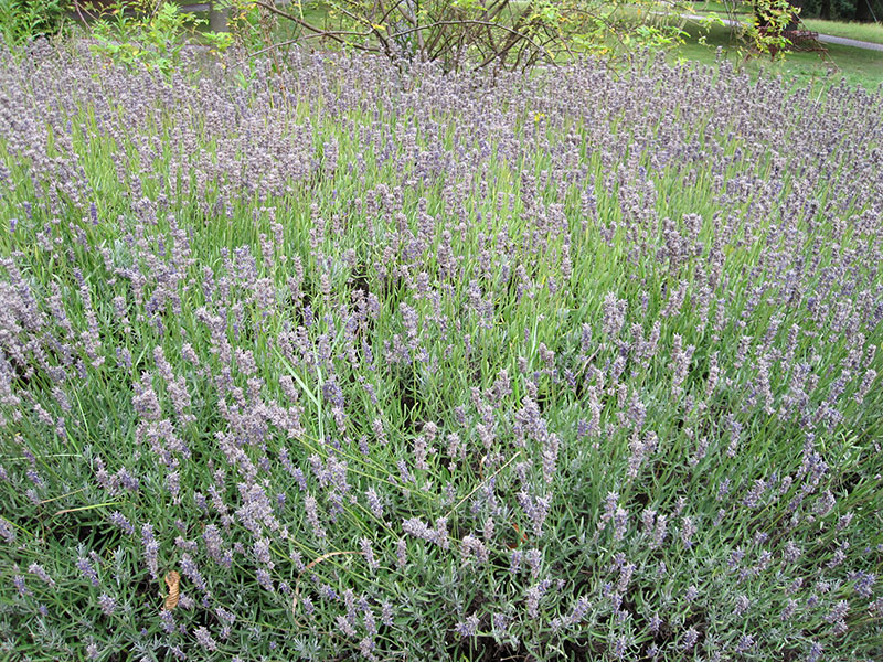 Lavendel Staude Lavandula angustifolia Pflanze Echter Lavendel Pflege Schnitt Vermehrung Standort