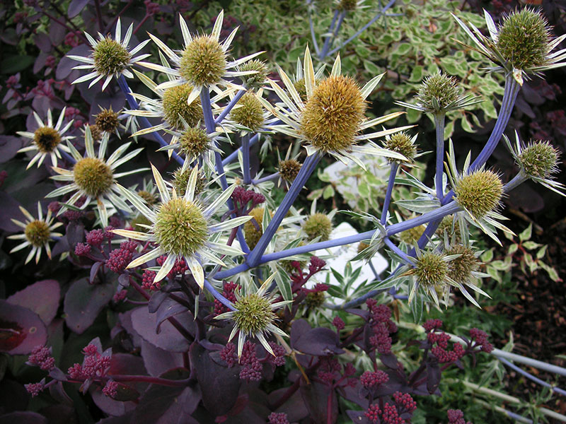 Mannstreu Pflanze Eryngium bourgatii Staude Spanischer Mannstreu Pflege Schnitt Vermehrung Standort