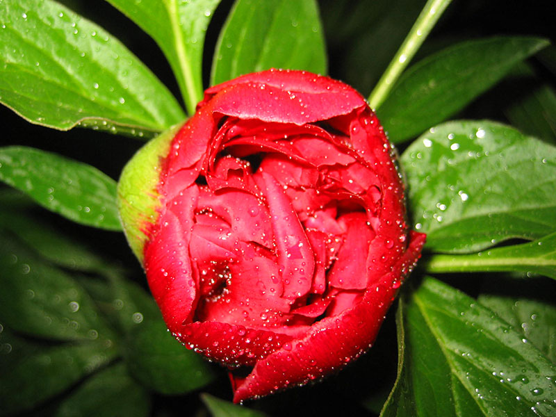 Pfingstrose Pflanze Paeonia officinalis Staude Bauern-Pfingstrose Pflege Garten-Pfingstrose Standort Vermehrung Schnitt