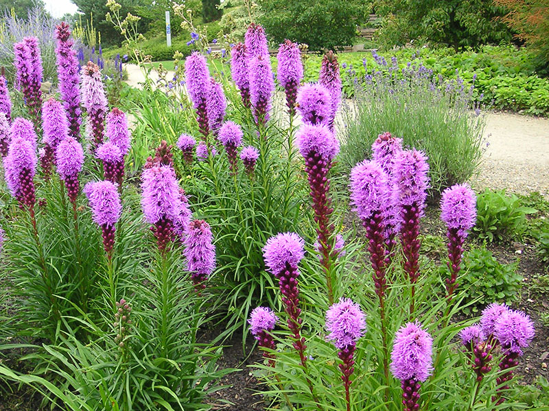 Prachtscharte Pflanze Liatris spicata Staude Ährige Prachtscharte Pflege Schnitt Liatris spicata Vermehrung Standort