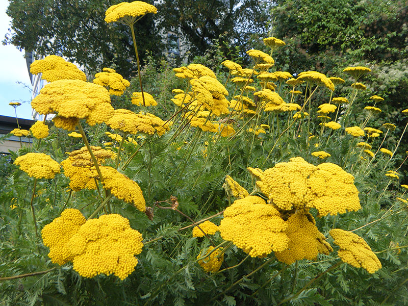 Gelbe Schafgarbe Goldgarbe Achillea filipendulina Pflanze Staude Gold-Garbe Pflege Hohe Schafgarbe Schnitt Vermehrung Standort
