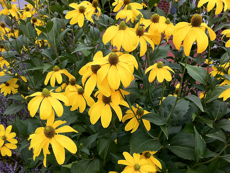 Fallschirm-Sonnenhut Staude Rudbeckia nitida Pflanze Hoher Sonnenhut Blume Glänzender Sonnenhut Pflege Schnitt Vermehrung Standort