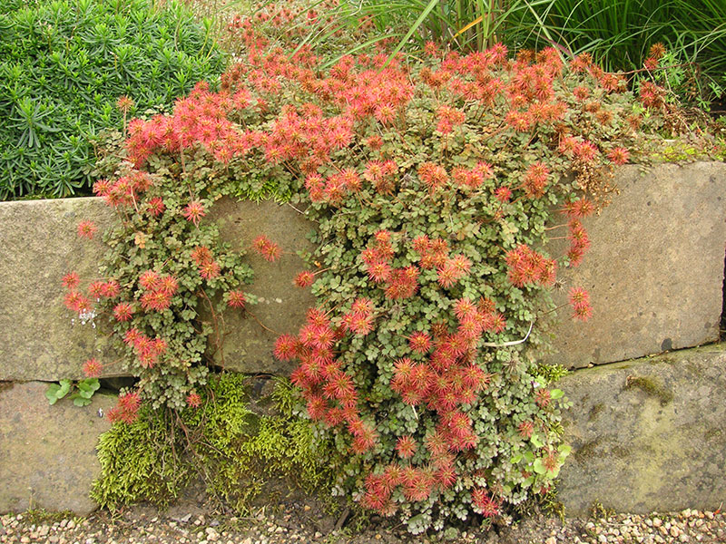 Kupferrotes Stachelnüsschen Pflanze Acaena microphylla Staude Braunes Stachelnüsschen Kupferteppich Pflege Schnitt Vermehrung Standort