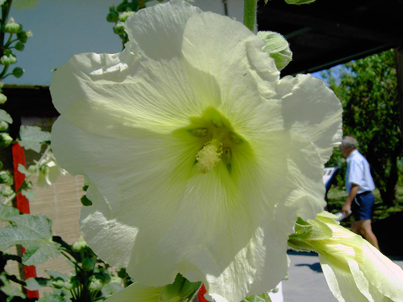 Stockrose Staude Alcea rosea Stockrosen Pflege Stockmalve Pflanze Stockrosen Schnitt Vermehrung Standort