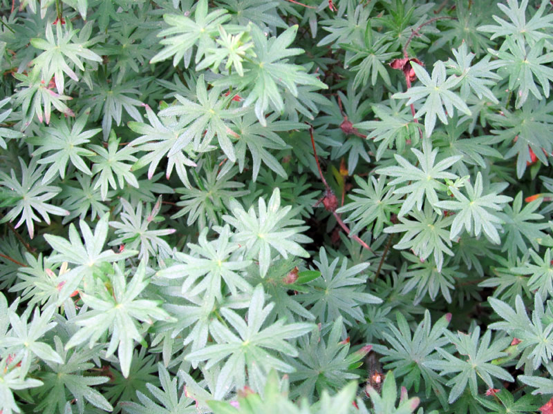 Blut-Storchschnabel Staude Geranium sanguineum Pflanze Blutstorchschnabel Pflege Blutroter Storchschnabel Schnitt Vermehrung Standort