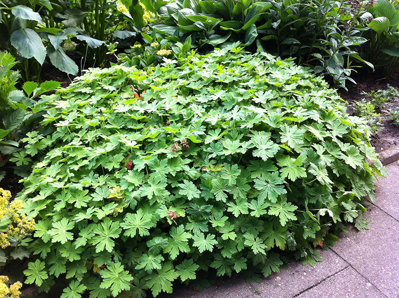 Felsen-Storchschnabel Staude Geranium macrorrhizum Pflanze Balkan-Storchschnabel Pflege Schnitt Vermehrung Standort