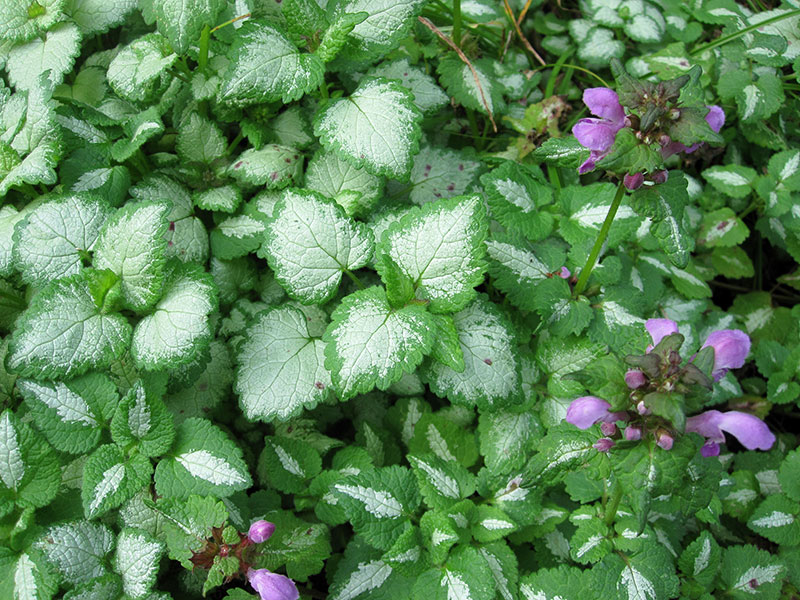 Gefleckte Taubnessel Pflanze Lamium maculatum Staude Gefleckte Garten-Taubnessel Verwendung Pflege Schnitt Vermehrung Standort