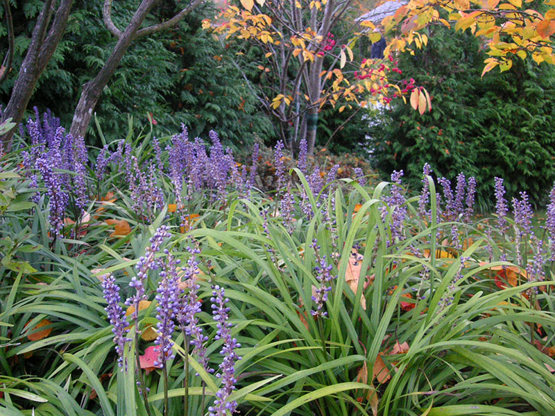 Traubenlilie Pflanze Liriope muscari Staude Lilientraube Pflege Traubenlilie winterhart Liriope muscari Vermehrung Glöckchentraube Standort Schnitt