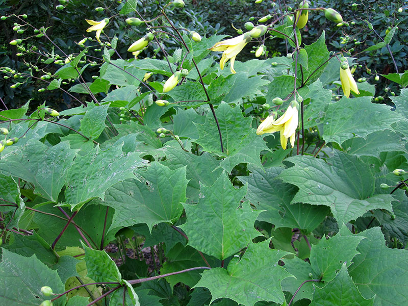 Wachsglocke Pflanze Kirengeshoma palmata Staude Japanische Wachsglocke winterhart überwintern Pflege Schnitt Vermehrung Standort
