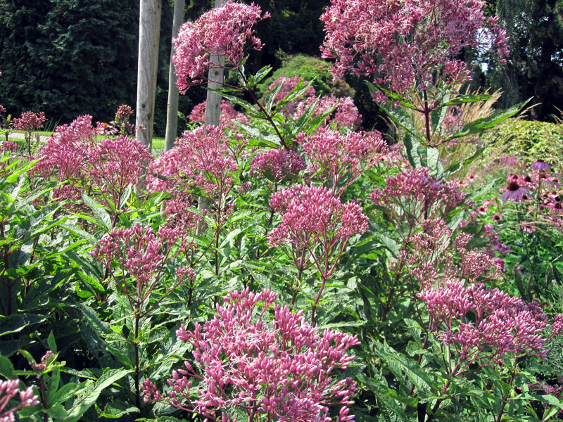 Wasserdost Pflanze Eupatorium purpureum Purpur-Wasserdost Staude Eupatorium fistulosum Pflege Schnitt Vermehrung Standort