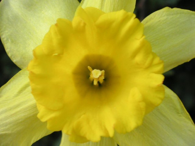 Narzissen Narcissus pseudonarcissus Osterglocken Gelbe Narzisse Osterglocke Trompeten-Narzisse Pflege