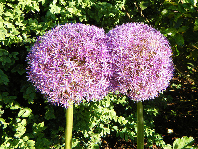 Zierlauch Blumenzwiebel Allium Globemaster Riesen-Zierlauch Globemaster Allium Riesen-Lauch Blütezeit Standort Pflege Pflanzzeit