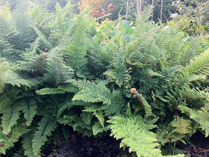 Flaumfeder-Filigranfarn Polystichum setiferum Plumosum Densum Staude Pflege Filigranfarn Schnitt Flaumfederfarn Vermehrung Standort
