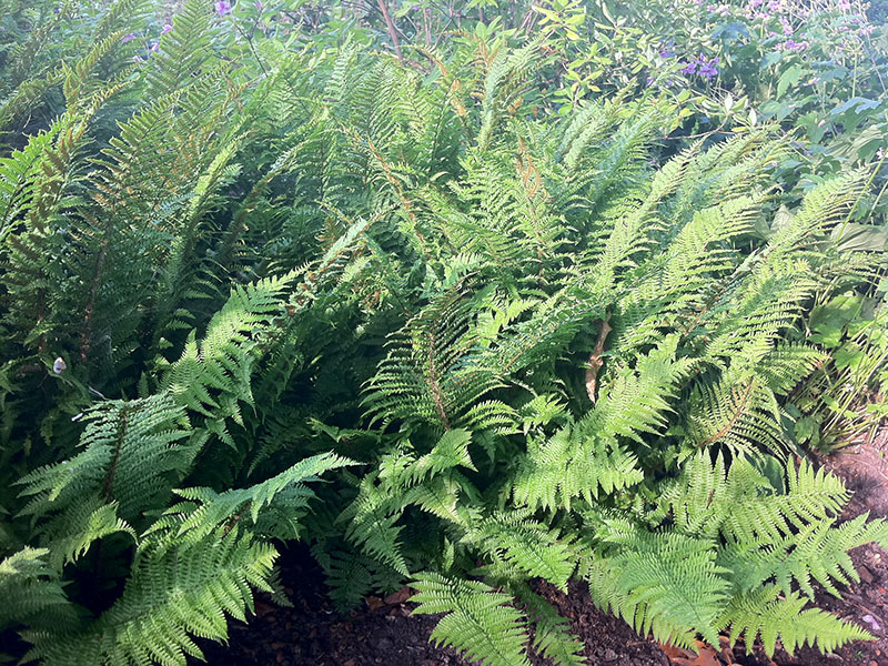 Goldschuppenfarn Dryopteris affinis Staude Schuppiger Wurmfarn Pflege Dryopteris borreri Schnitt Vermehrung Standort