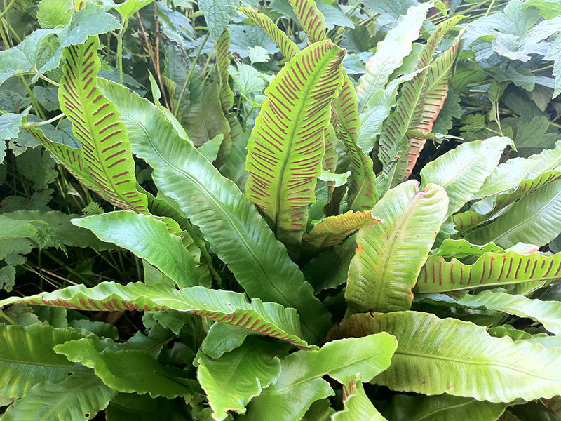 Hirschzungenfarn Phyllitis scolopendrium Staude Pflege Asplenium scolopendrium Schnitt Vermehrung Standort