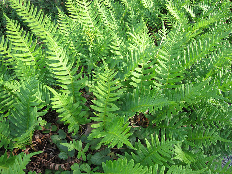 Tüpfelfarn Polypodium vulgare Staude Gewöhnlicher Tüpfelfarn Pflege Engelsüß Schnitt Vermehrung Standort