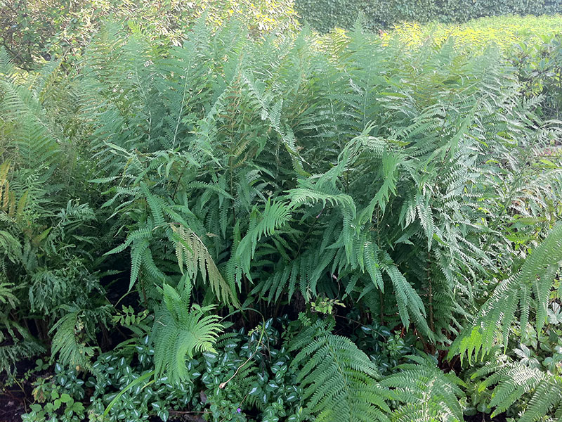 Wurmfarn Dryopteris filix-mas Staude Gewöhnlicher Wurmfarn Pflege Echter Wurmfarn Schnitt Vermehrung Standort