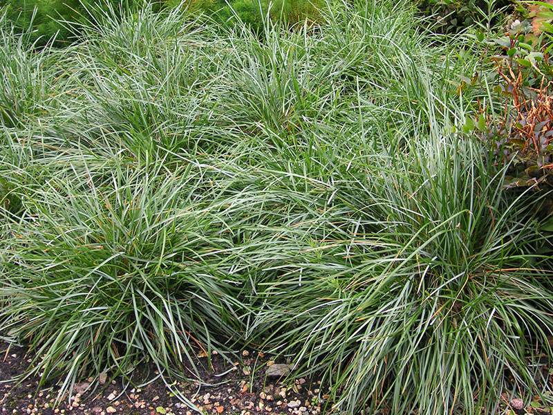 Blaugras Sesleria caerulea Ziergras Kopfgras Pflege Moor-Blaugras Schnitt Vermehrung Standort Blaues Kopfgras
