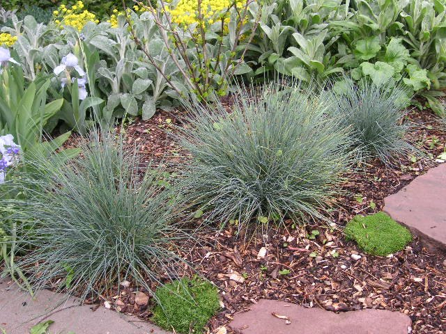 Blauschwingel Gras Festuca glauca Ziergras Blau-Schwingel Festuca cinerea Staude Blau Schwingel Pflanze Festuca pallens Pflege Schnitt Vermehrung Standort