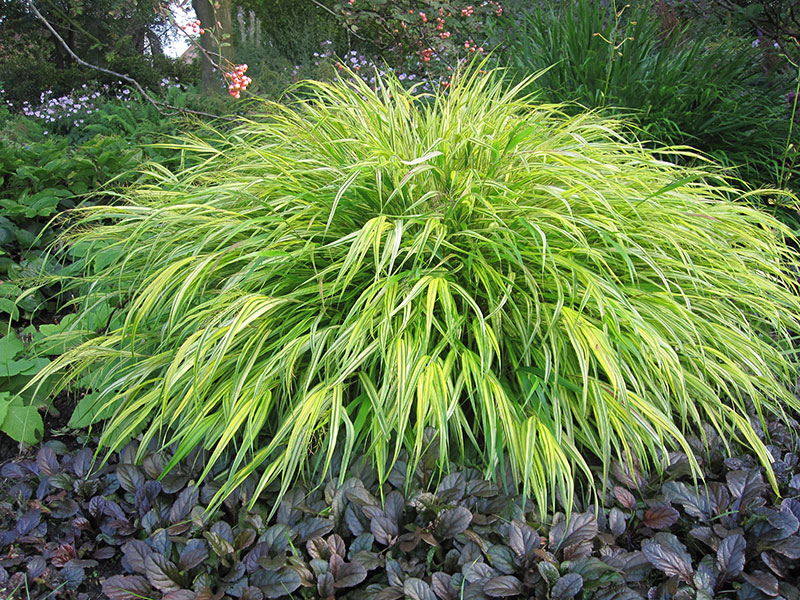 Buntes Japan-Berggras Hakonechloa macra Aureola Gelbbuntes Japangras Japan-Goldbandgras Pflege Schnitt Vermehrung Standort