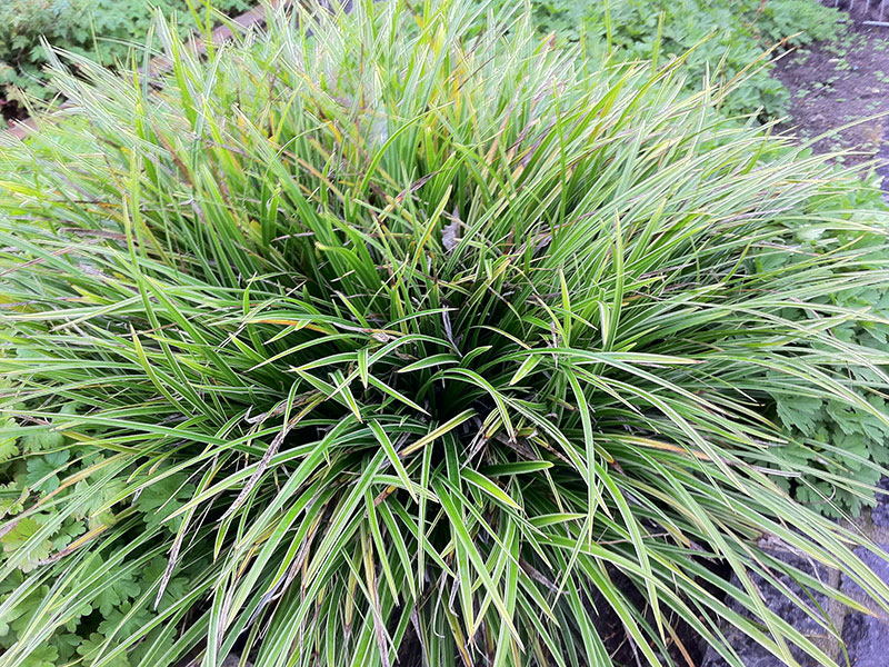 Bunte Japansegge Gras Carex morrowii Variegata Ziergras Staude Bunte Japan-Segge Pflege Schnitt Vermehrung Standort