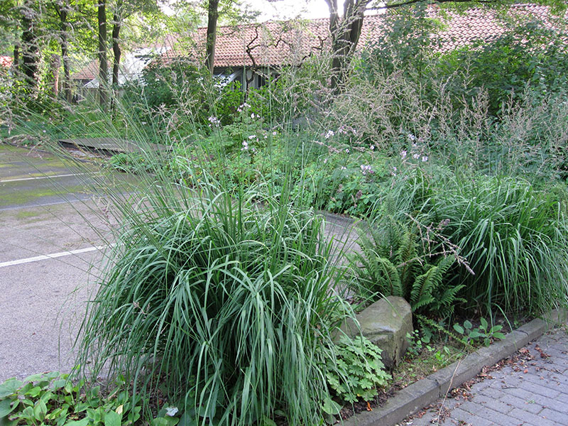 Pfeifengras Molinia arundinacea Ziergras Riesen-Pfeifengras Pflege Staude Garten-Pfeifengras Schnitt Vermehrung Standort nicht immergrün