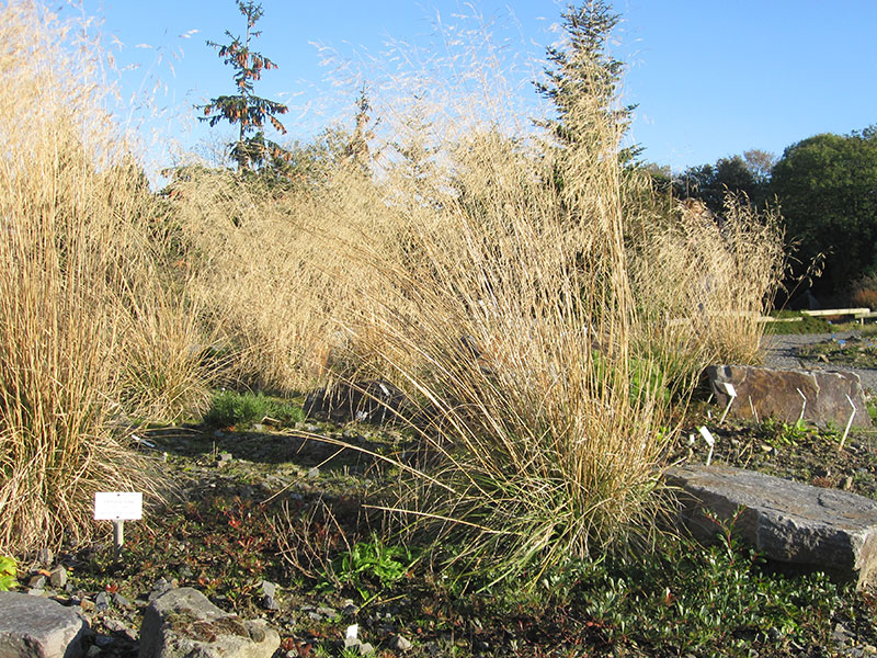 Rasenschmiele Gras Deschampsia cespitosa Ziergras Waldschmiele Staude Rasen-Schmiele Pflege Schnitt Vermehrung Standort