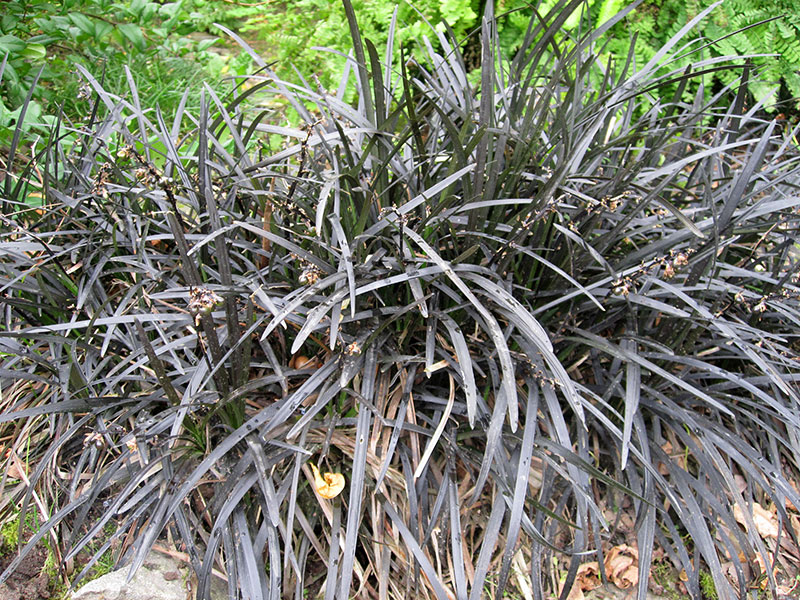 Schwarzer Schlangenbart Gras Ophiopogon planiscapus Niger Ziergras Schlangenbart Staude Ophiopogon planiscapus Nigrescens Pflege Schnitt Vermehrung Standort