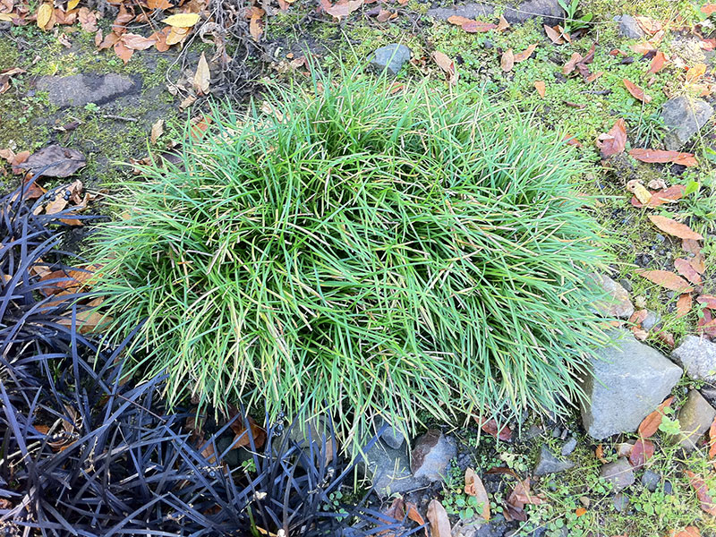 Schlangenbart Gras Ophiopogon japonicus 'Minor' Ziergras Schlangenbart Ophiopogon japonicus Pflege Schnitt Vermehrung Standort