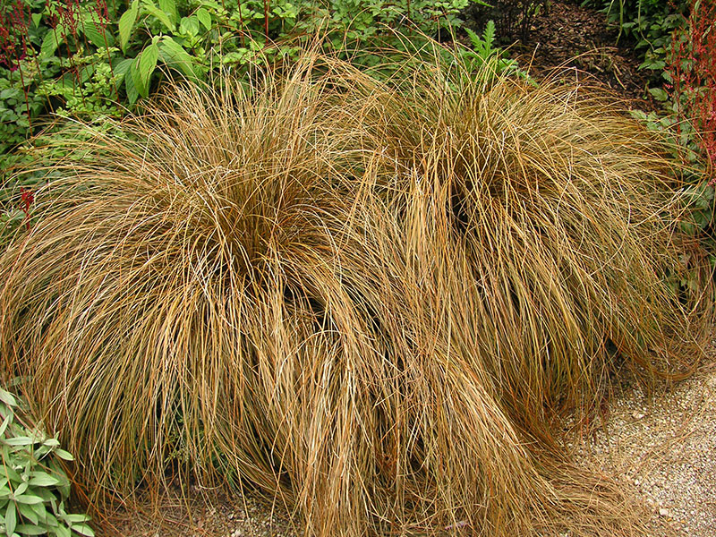 Peitschentragende Segge Gras Carex flagellifera Ziergras Staude Pflege Carex flagellifera Schnitt Vermehrung Standort