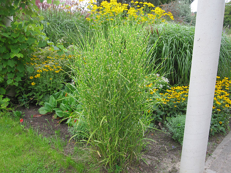 Stachelschweingras Miscanthus sinensis Strictus Zebragras Pflege Zebraschilf schneiden Vermehrung Standort