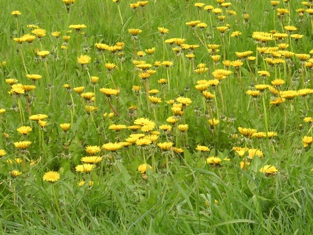 Löwenzahn Unkraut Taraxacum officinale Löwenzahn Bekämpfung Wildkraut