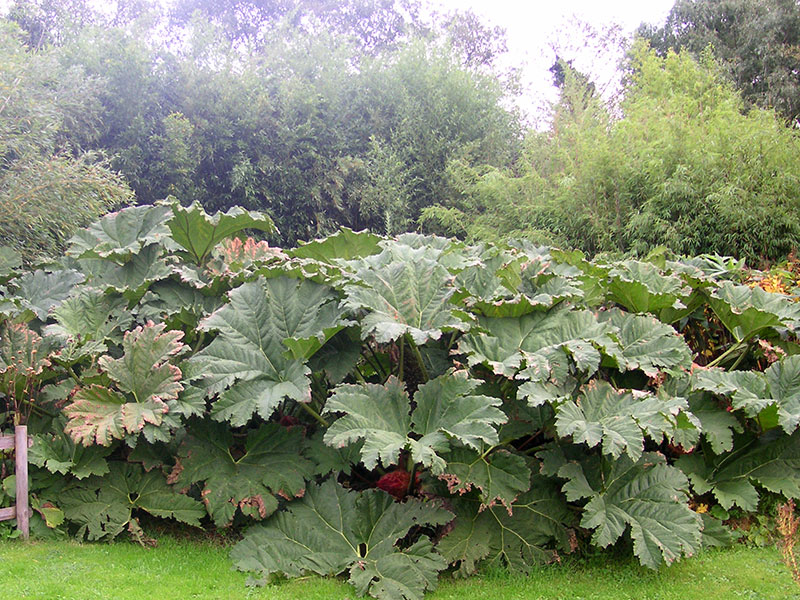 Mammutblatt Wasserpflanze Gunnera manicata Staude Brasilianisches Mammutblatt Pflanze Pflege Schnitt Vermehrung Standort