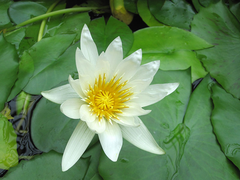 Weiße Seerose Wasserpflanze Nymphaea alba Weiße Seerosen Pflanze Seerose weiß Pflege